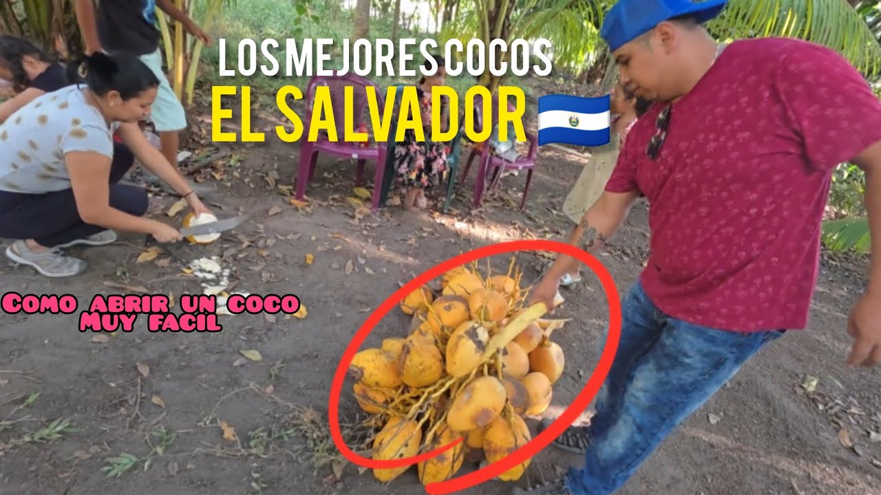 Nos fuimos al terreno a cortar cocos 🥥/ increíble manera de subir a cortar cocos 😱/ Monica Vlogs 