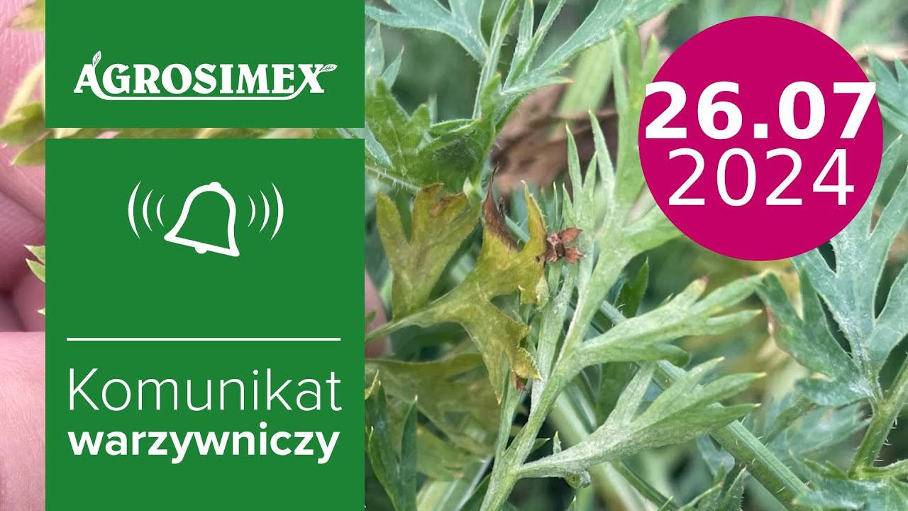 Jak zwalczać choroby w marchwi, pietruszce i selerze? - komunikat warzywniczy | Agrosimex