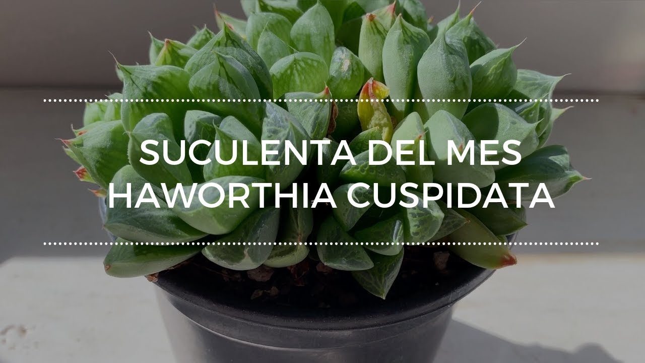 Suculenta del mes Agosto Haworthia Cuspidata