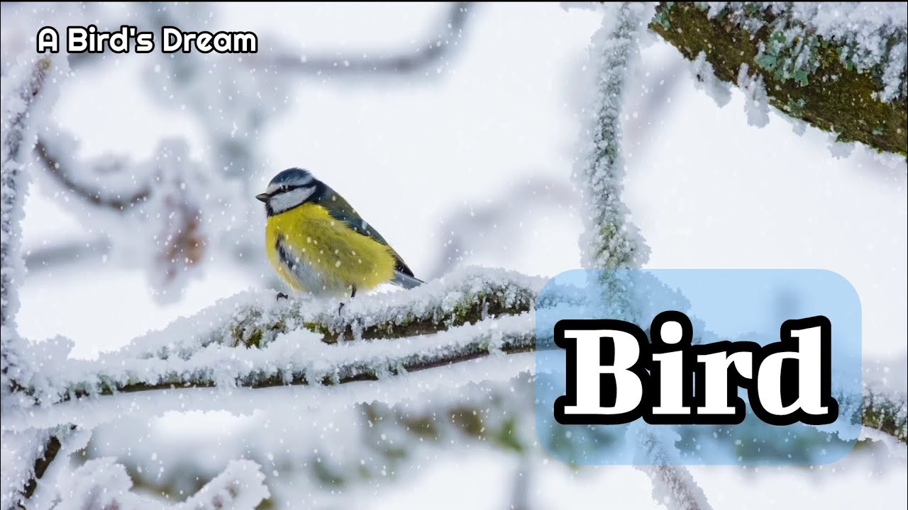 Relax with beautiful birds and music that decorate the world colorfully..! 🐦