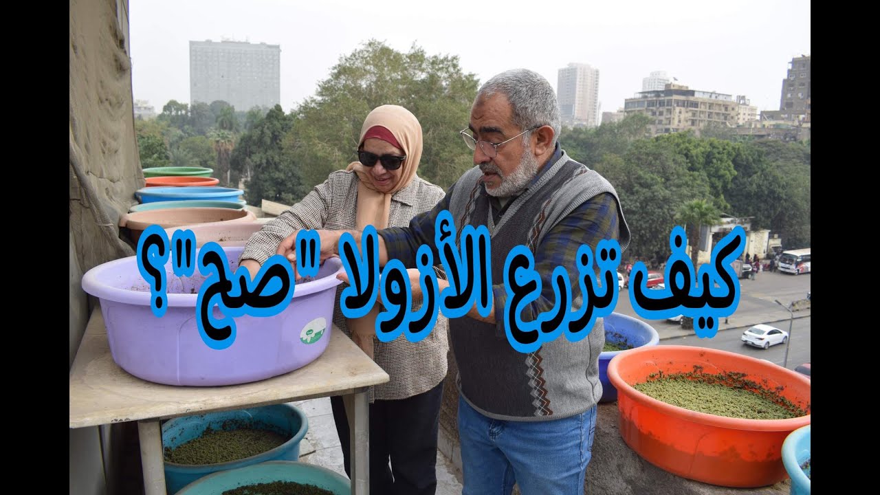 زراعة الأزولا بالطريقة الصحيحة
