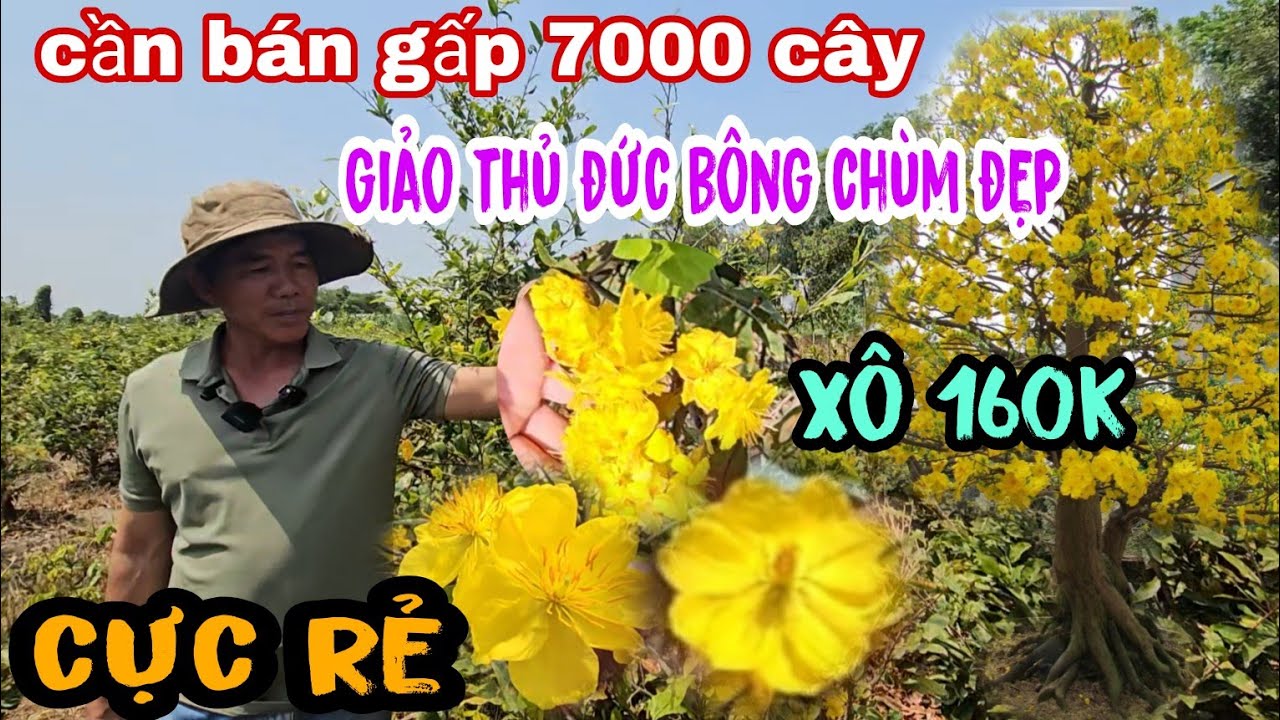 Chủ Vườn Mai Cần Bán Gấp Giảo Thủ Đức Bông Trùm Đẹp Giá Cực Rẻ Làng Mai Bình Lợi Ngay Lúc Này
