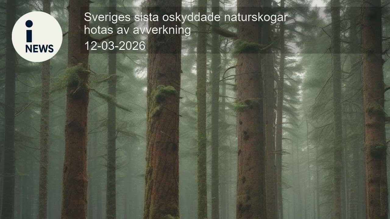 Sveriges sista oskyddade naturskogar hotas av avverkning