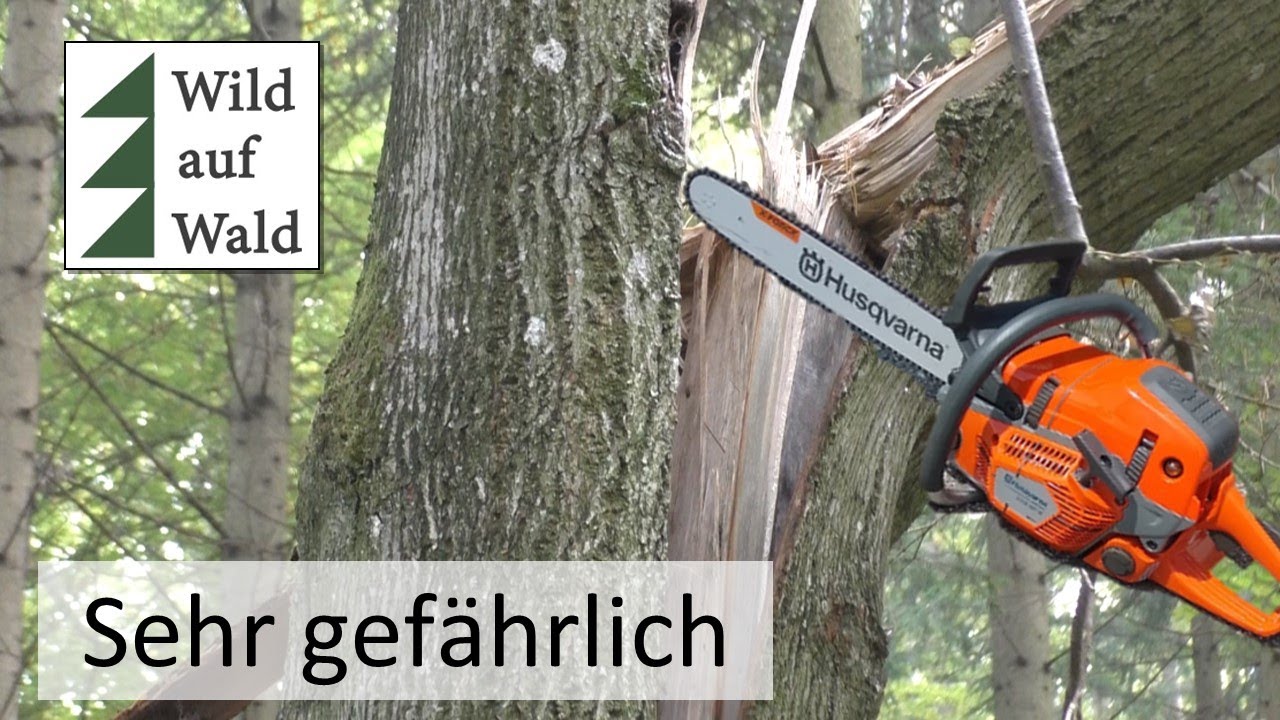 🌲Baumfällung, extrem gefährliches Sturmholz - extremely dangerous tree felling with 550 Mark 2!