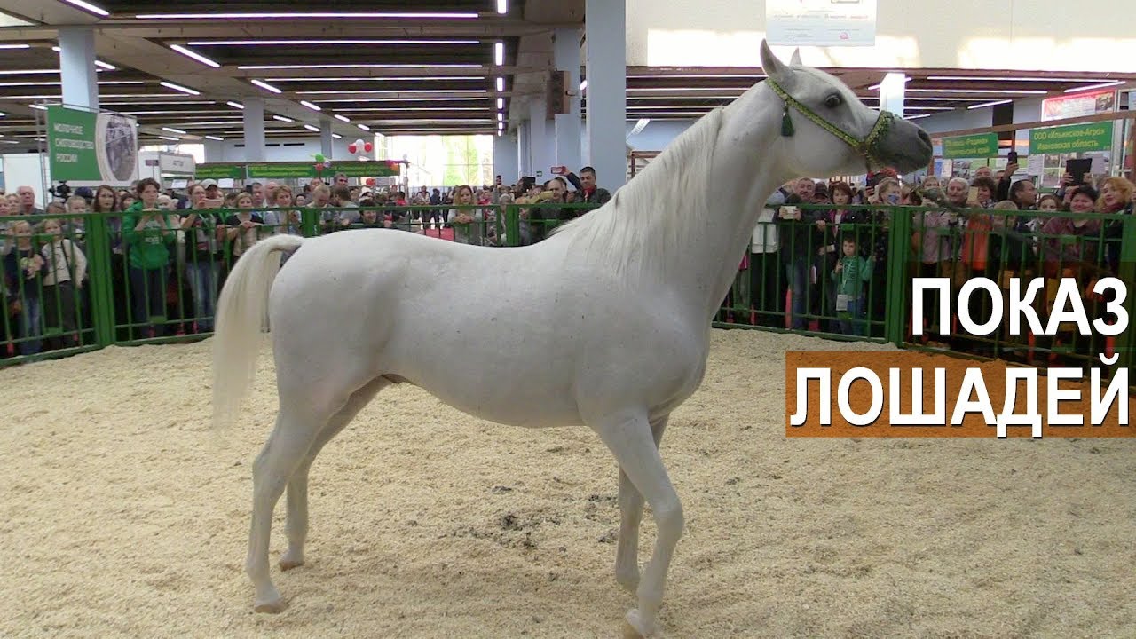Показ племенных лошадей на выставке Золотая Осень-2018.