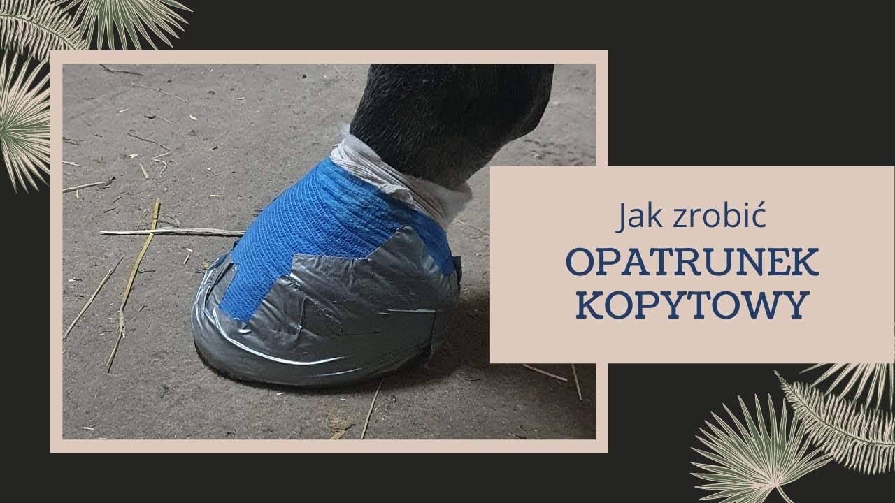 Jak zabandażować kopyto u konia  / How to bandage a horse hoof