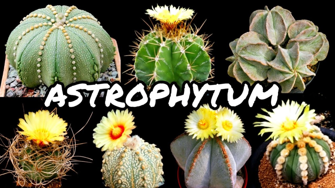 30 VARIEDADES DE CACTOS DO GÊNERO ASTROPHYTUM PARA IDENTIFICAÇÃO | CACTUS TV