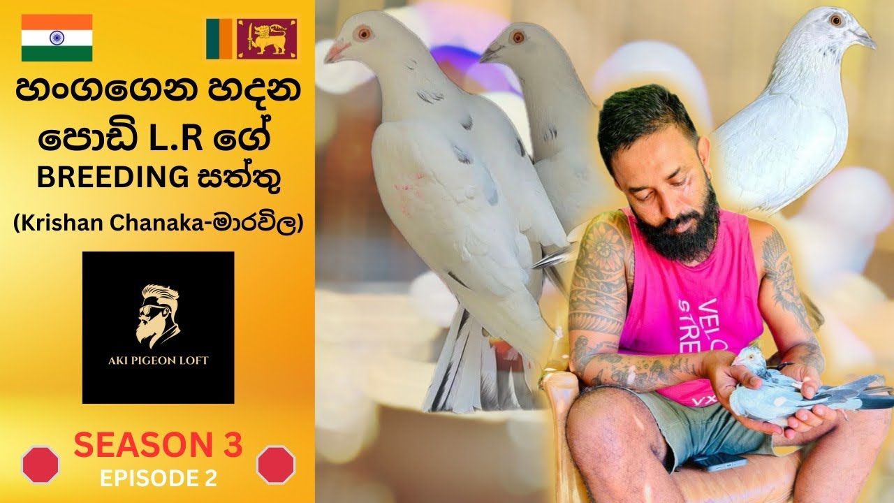 මාරවිල ක්‍රිශාගේ 18+hrs වඩා වැඩ පෙන්නන L.R සුරේෂ් ගේ Blood එකේ සුපිරිම සත්තු ටිකක් ලංකාවට🚀  🛑Part 02