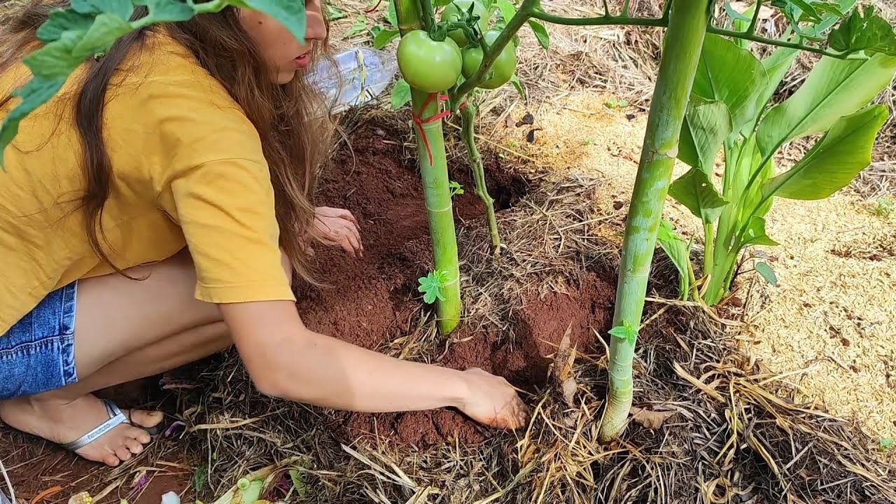 Mais orgânico, mais saúde / todo mundo tem esses adubos em casa 