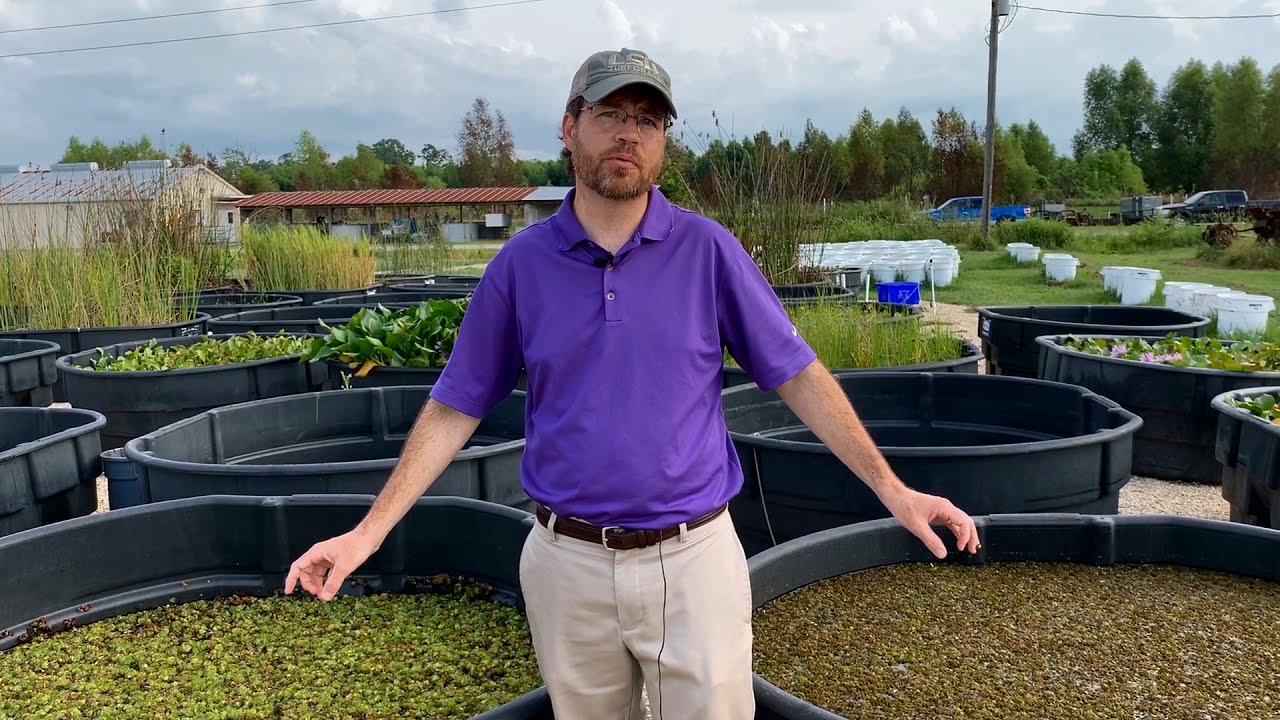 Giant and Common Salvinia Control