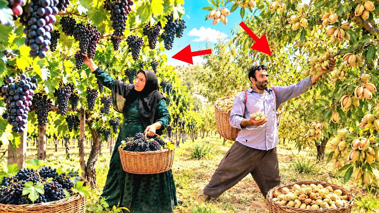🍇😳 They just went to pick some fruit; the gardener did something they couldn't believe!