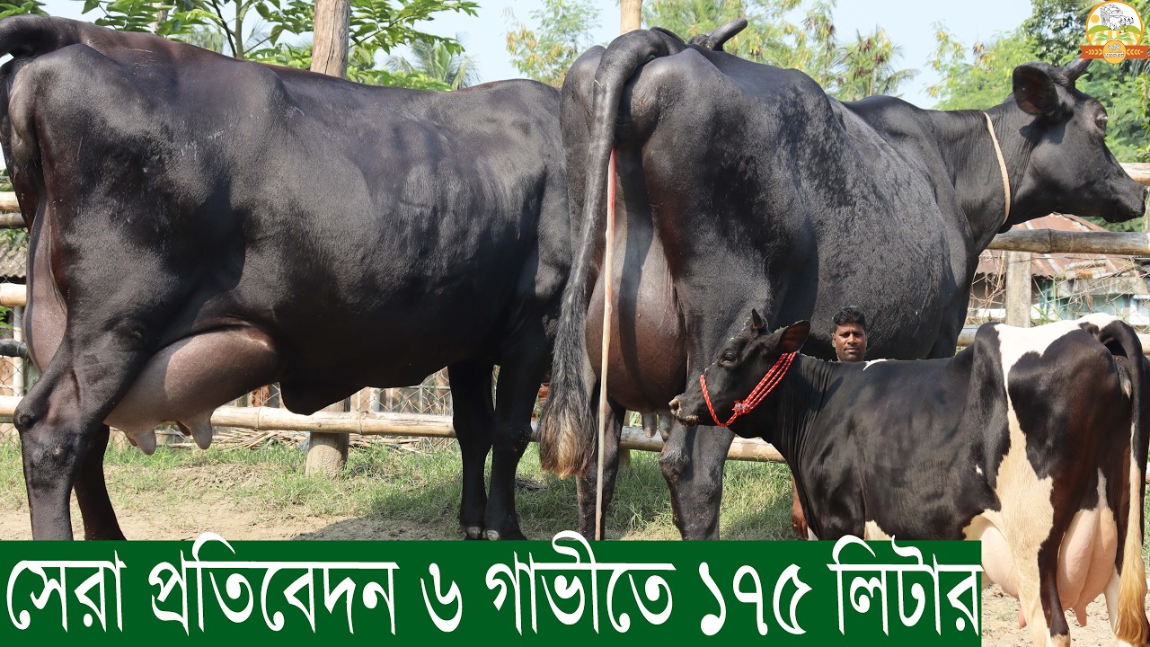 ঈদ অফারে সেরা প্রতিবেদন ৬ গাভীতে ১৭৫ লিটার দুধের সব ২ দাঁতের প্রবাসী রিপন ভাই মানেই ব্র্যান্ডের গাভী