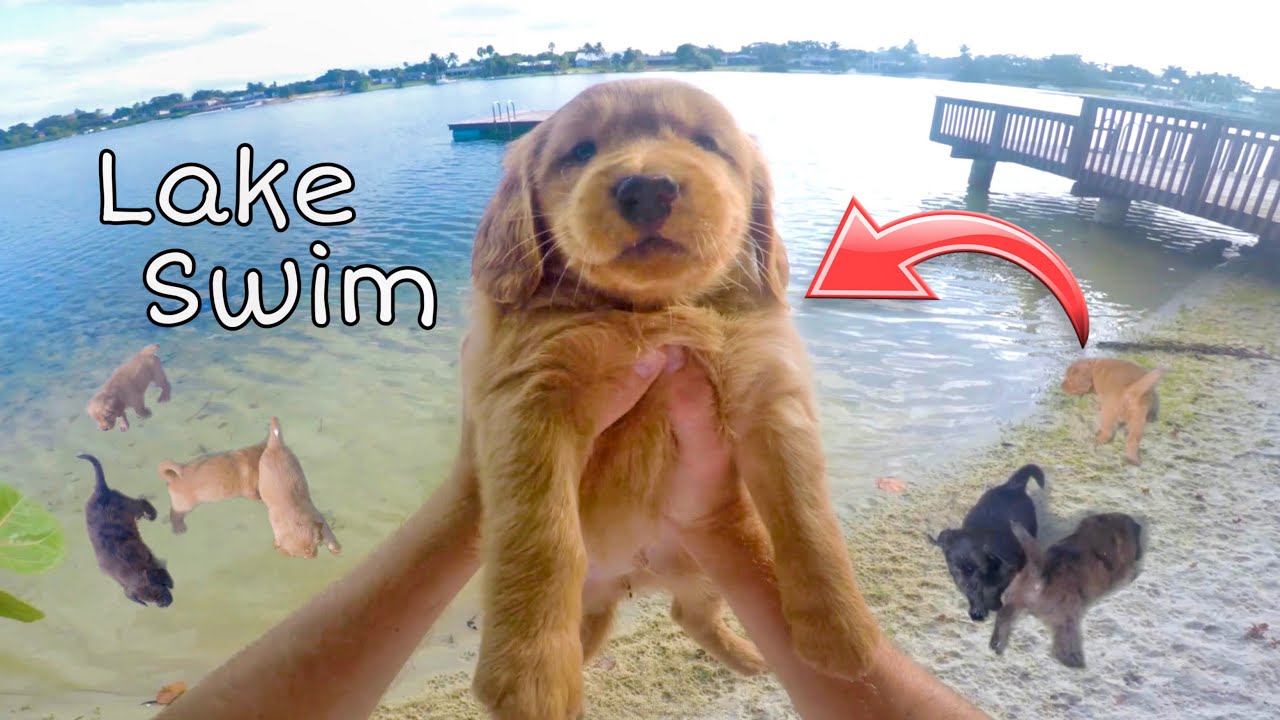 TEACHING PUPPIES HOW TO SWIM !