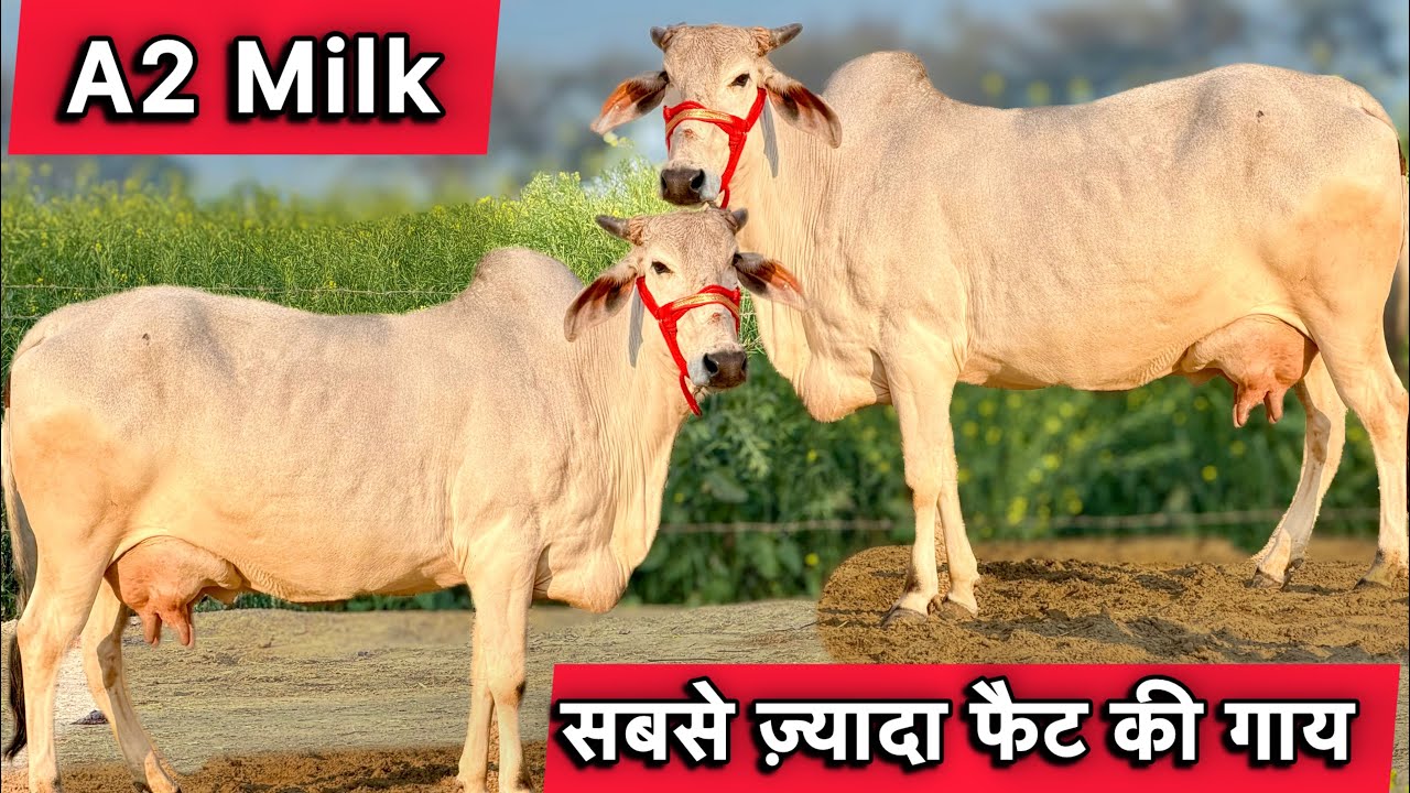 12 से 15 लीटर दूध,सबसे ज़्यादा फैट👍शुद्ध देसी ब्रीड की गाय बिकाऊ 👍Top Desi Cows For Sale 