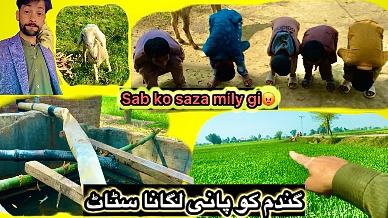Gandm ko pani lagana satat kr deya🌾sab ko saza mily gi