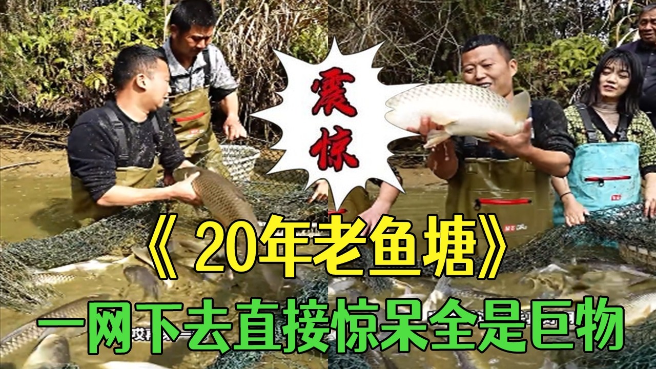 20年老魚塘，壹網下去直接驚呆全是巨物，這錢花的太值了 #小飛哥#新農人計劃 #三農 #抓魚 #我要上熱門 #護外