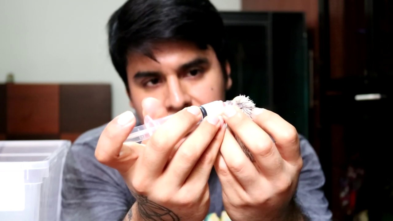 Alimentando a mano Erizos bebes