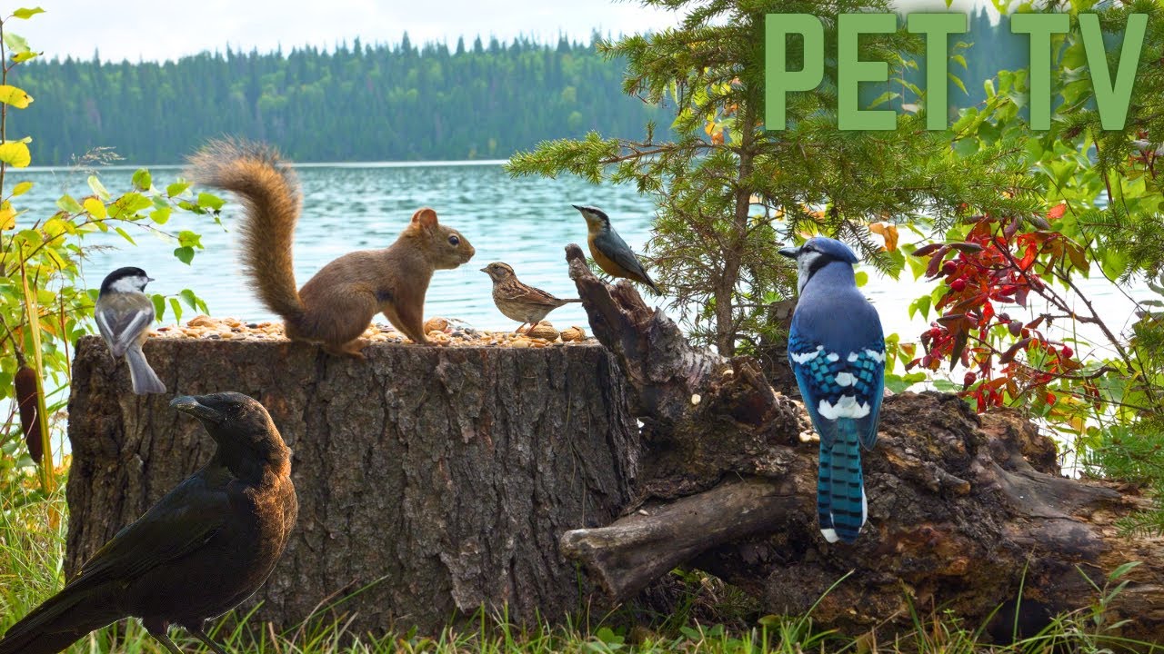 Cat TV - Autumn Birds & Squirrels by the Lake 🪺 Relaxing Nature for Dogs, Cats, & People