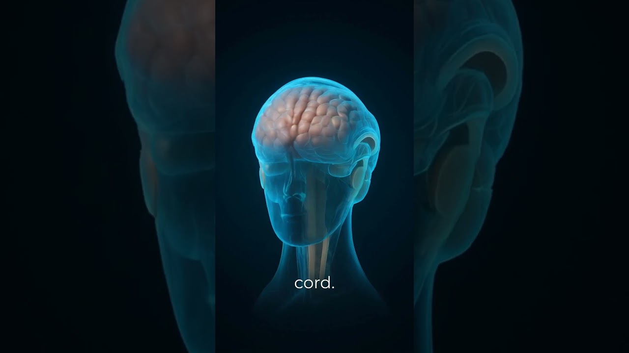 Cerebrospinal Fluid (CSF) Explained | 3D Medical Animation