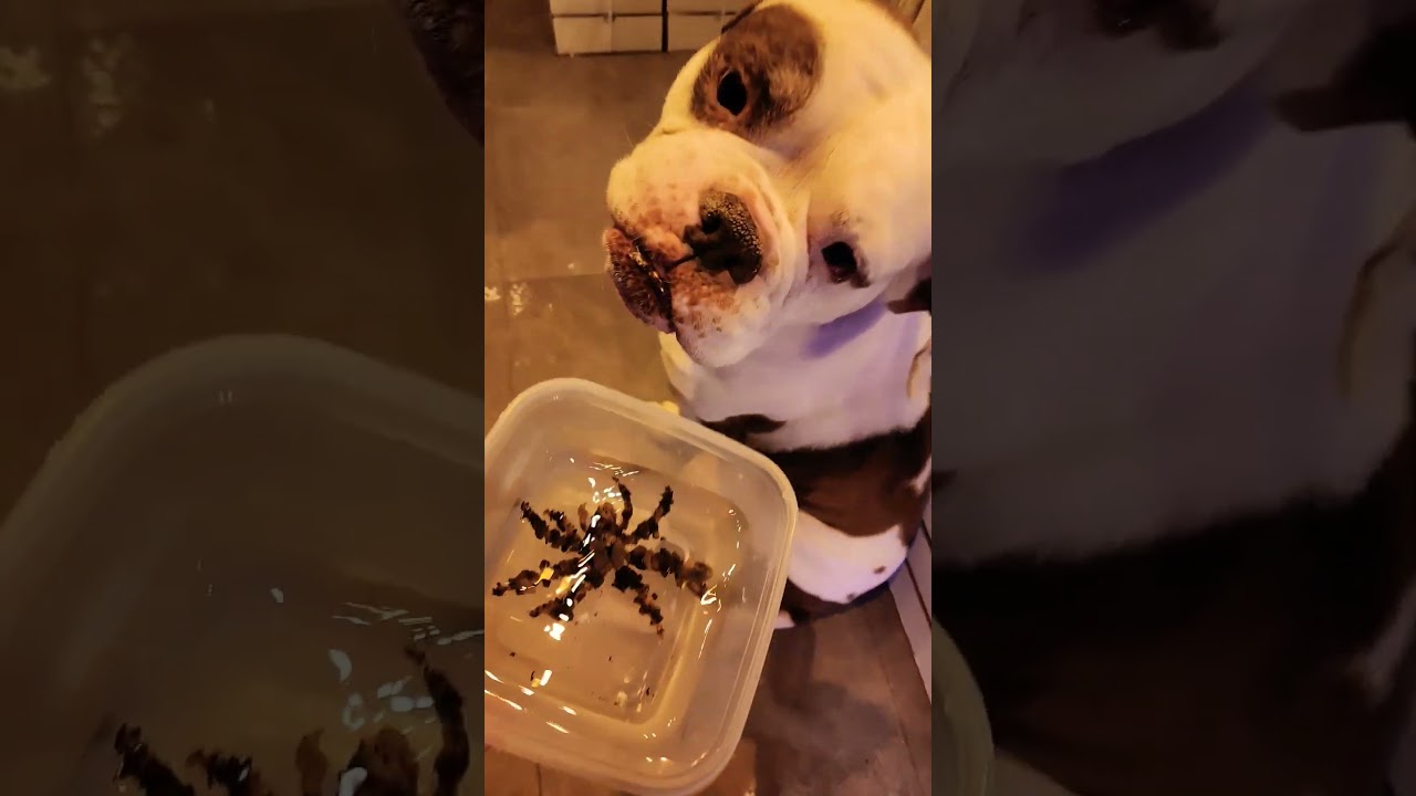 spider decorator crav ! 