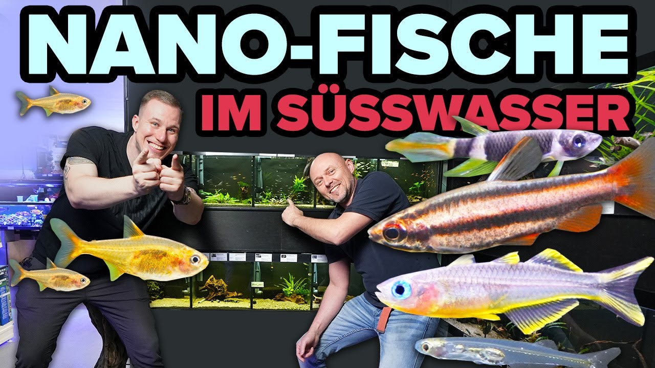 Kennst du diese NANO-FISCHE? + Profi Tipps