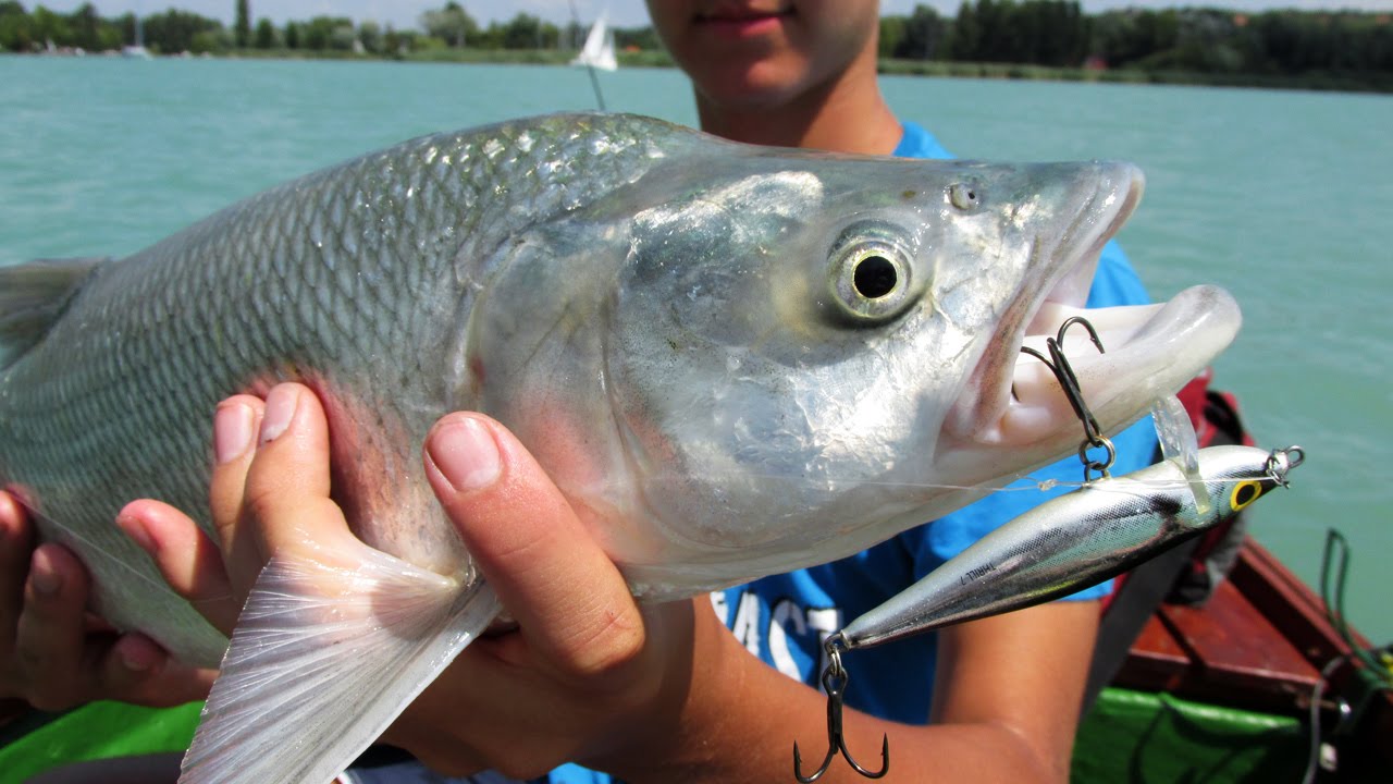 Nyíltvizi balinozás a Balatonon - Aspius fishing on lake Balaton in Hungary (HD)