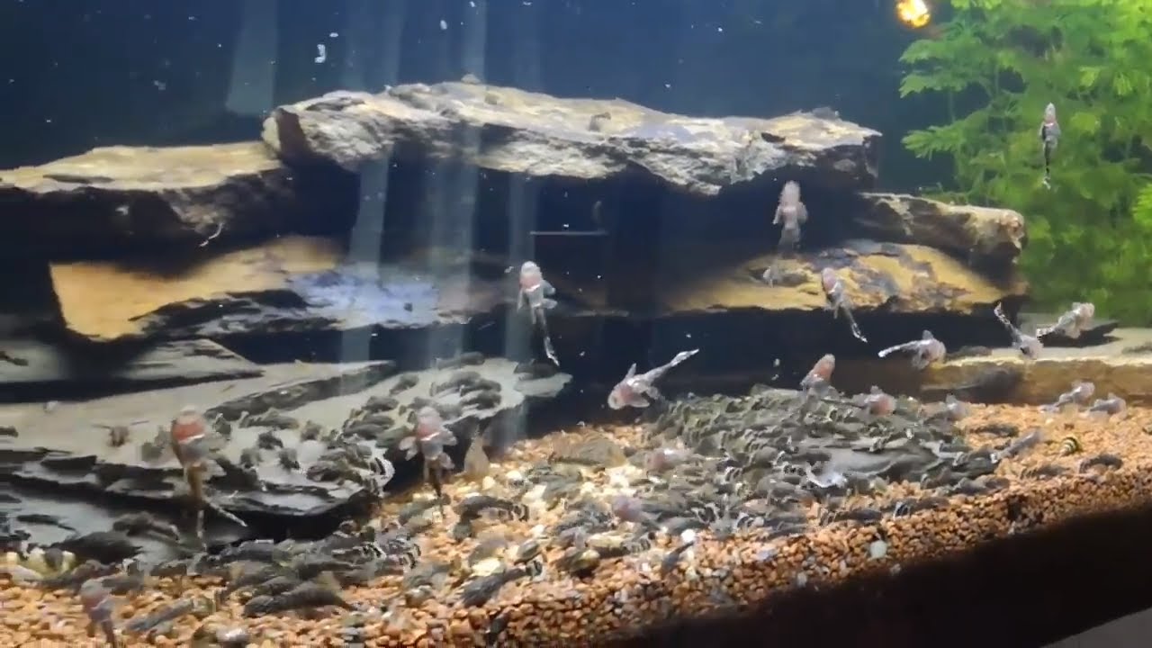 Kogelvissen voeren, l-nummers kweken en meer bij Ruben! Fishroom tour