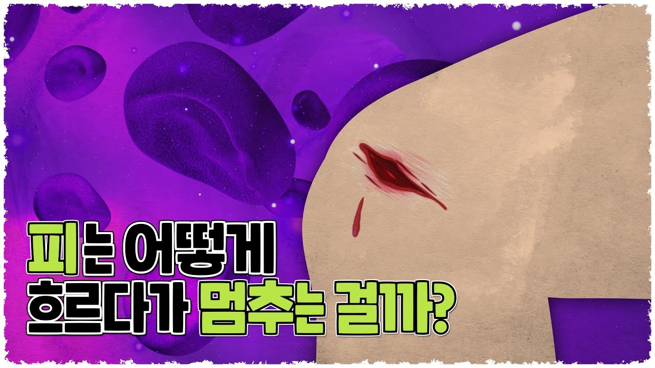 혈전의 생성과 억제