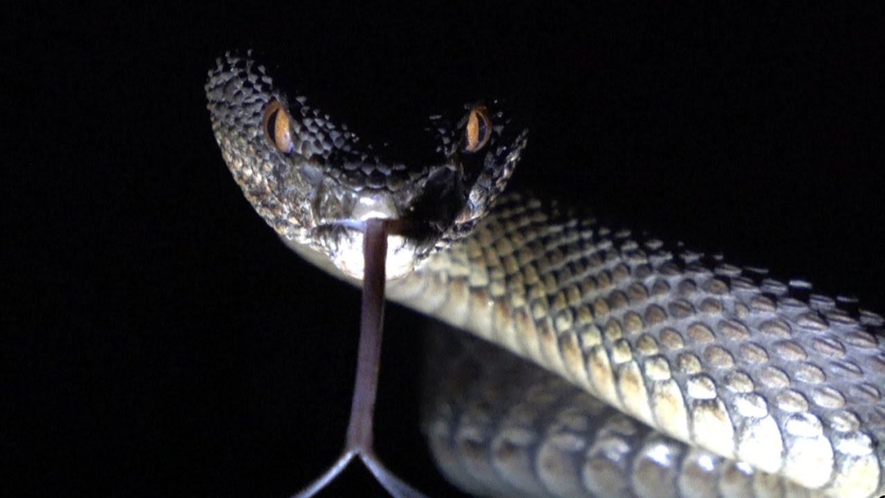 Field Herping | Singapore // Awesome Shore Pit Viper