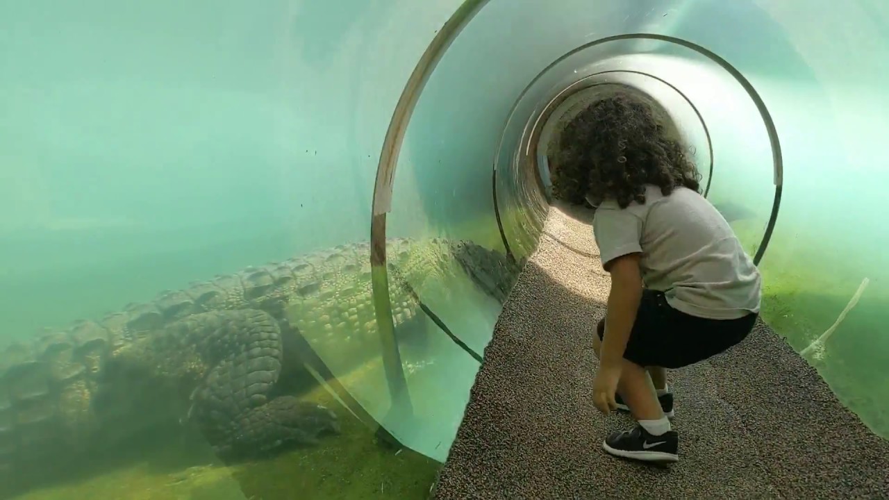 Miami Zoo - otter slide & alligator tunnel