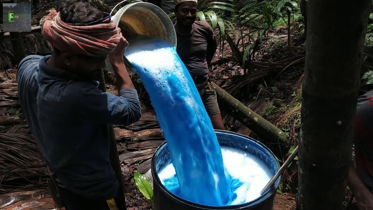 Bordeaux spray for Arecanut fruit rot (Koleroga/mahali)