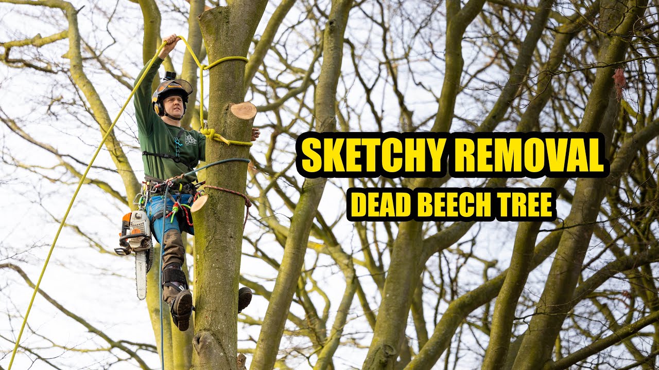 Arborist POV – Sketchy Dead Beech Tree Removal | Full Job Start to Finish
