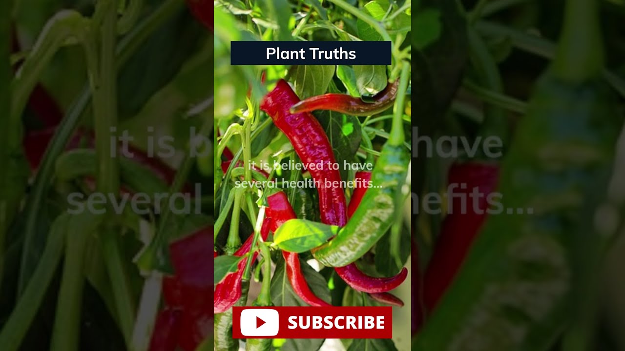The Fiery Spice That Ignites Flavor and Health 👇 #planttruths #spices #cayennepepper #healthbenefits