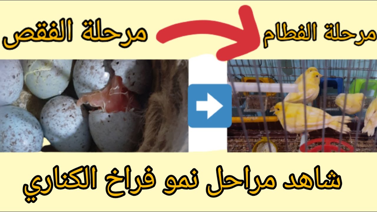 مراحل نمو فراخ الكناري من يوم الفقص حتى يوم الفطام