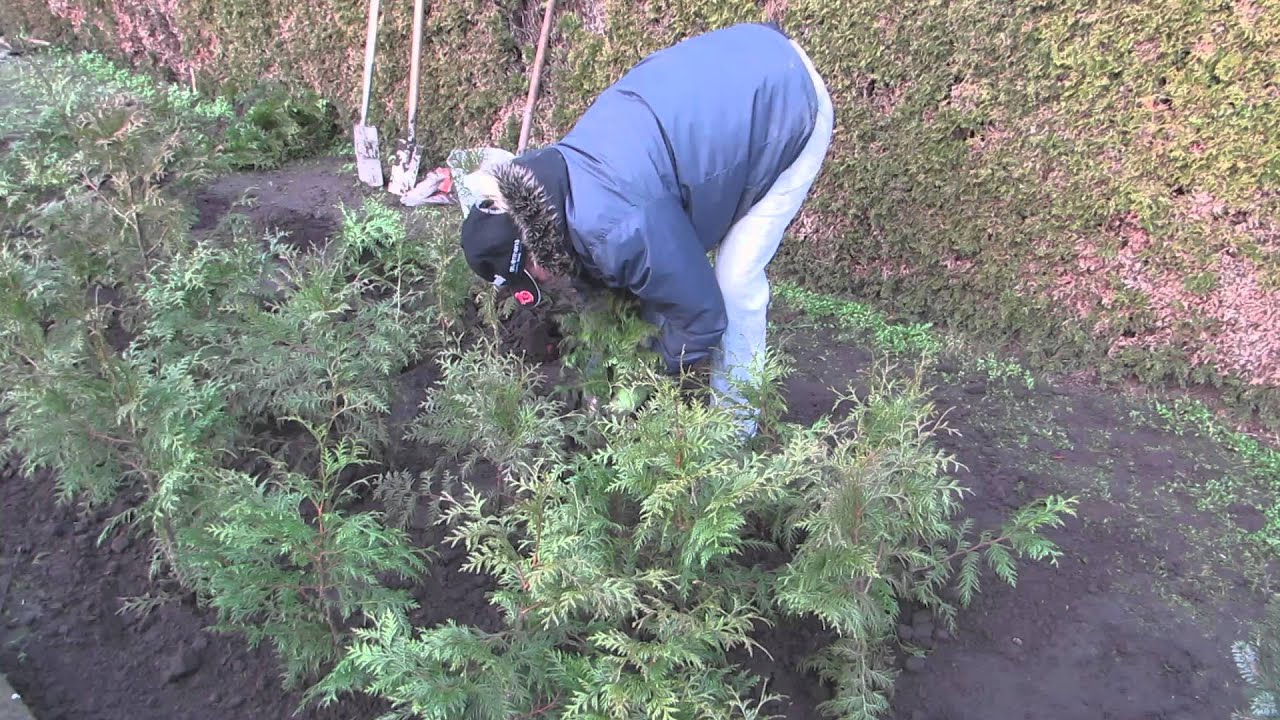 Coniferen planten