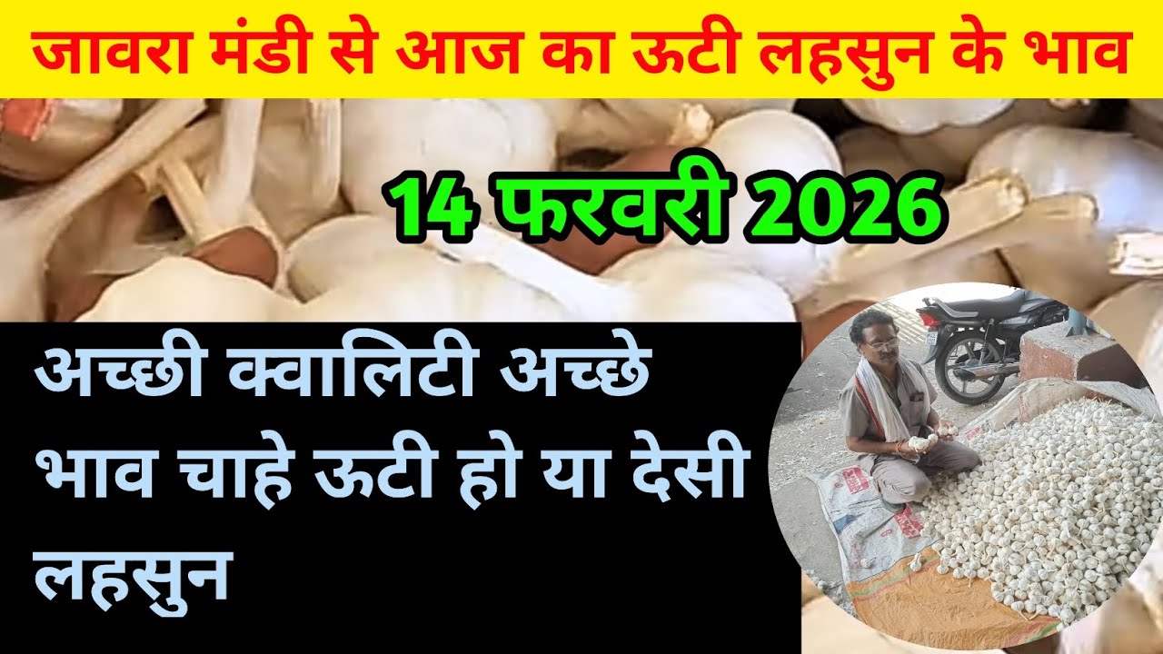 जावरा मंडी में नई ऊटी लहसुन के ताज़ा भाव | Jaora Mandi New Ooty Garlic Price Today