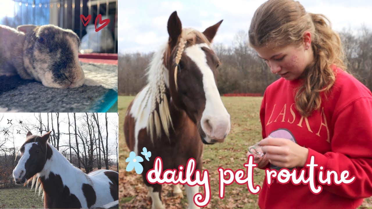 Daily Pet Care Routine - Dec. '23