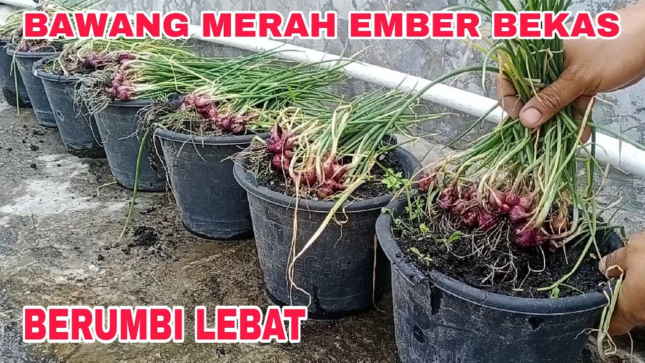 Cara menanam bawang merah sampai panen 