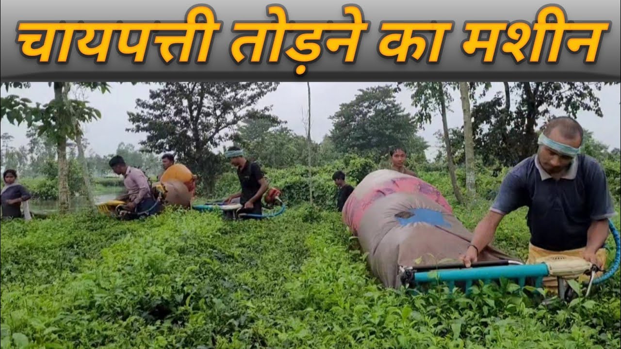 चायपत्ती तोड़ने का मशीन | tea cutting machine | tea leaves harvesting 🌱🔥