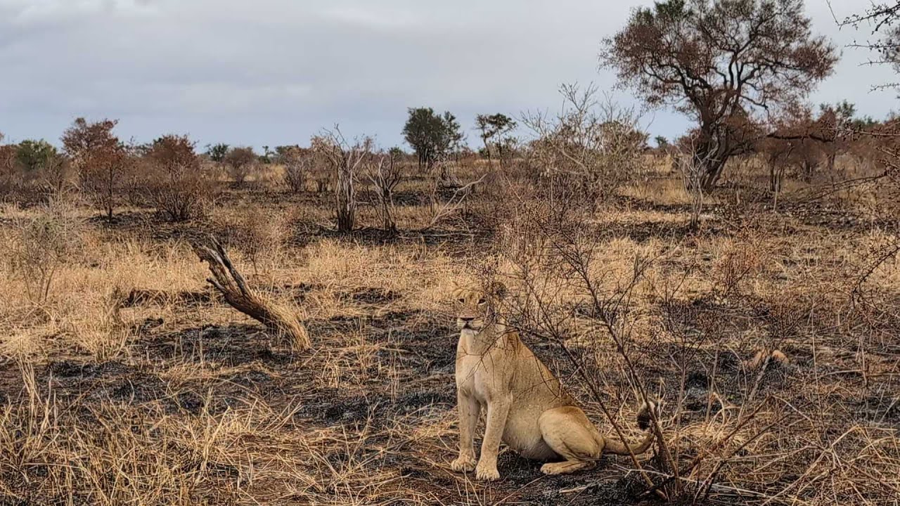 In und um den Krügerpark - Satara - Südafrika 2025