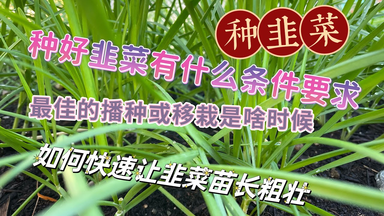种韭菜｜从种子播种到收获种子全过程分享，掌握了这些就有吃不完的韭菜了！