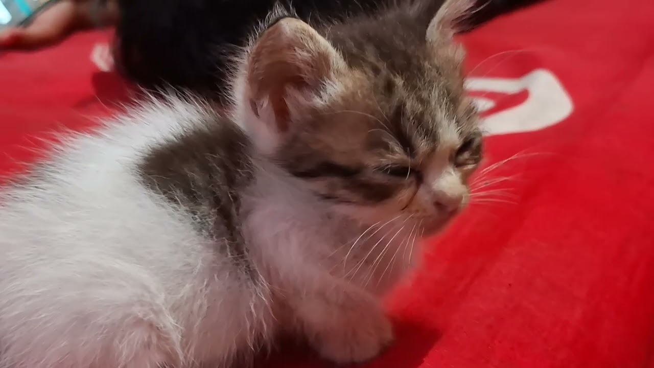 anak kucingg🐈‍⬛