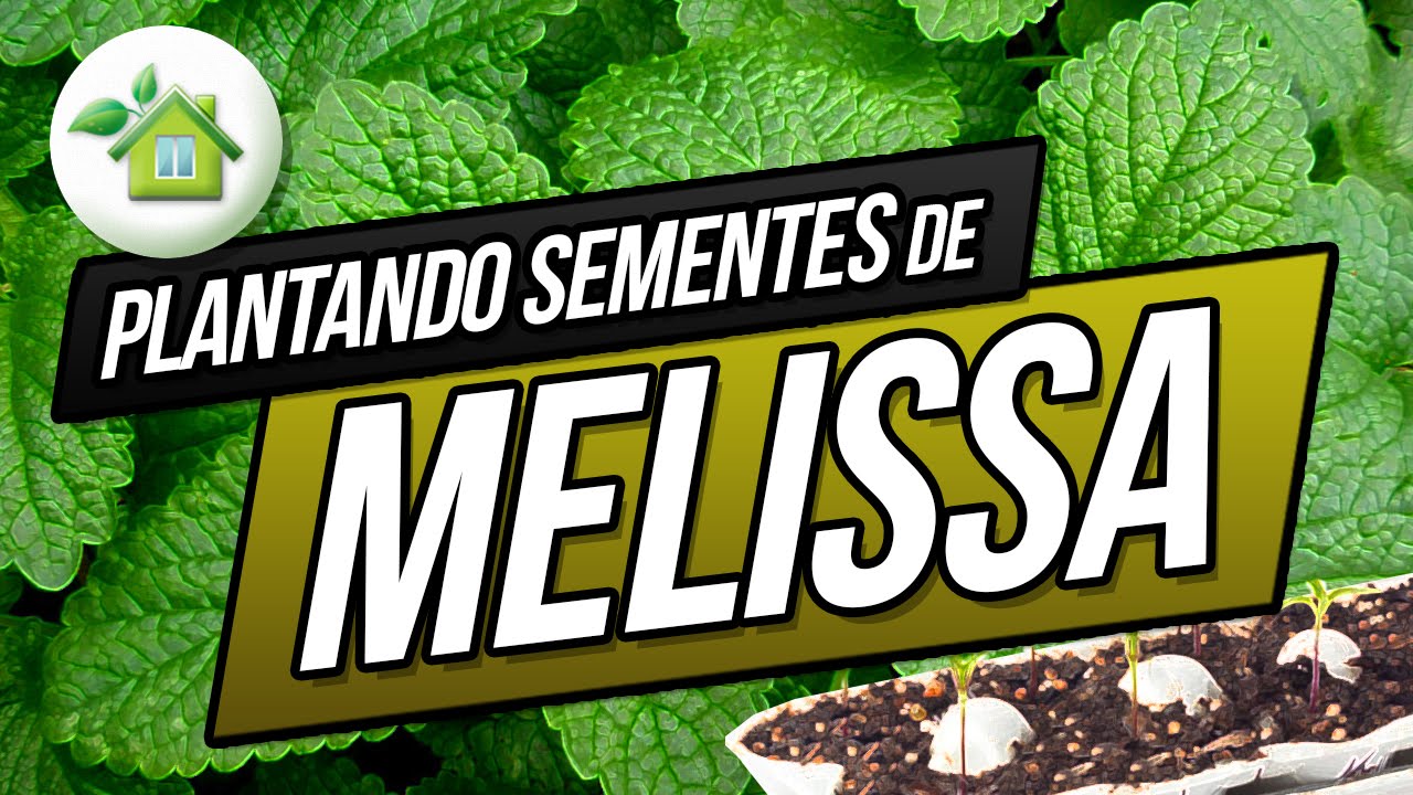 Verde em Casa - Semeando Melissa ou Erva Cidreira