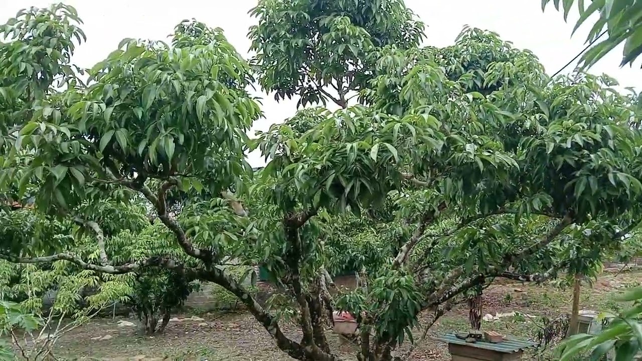 Đi mua thuốc kích hoa cho cây vải thiều thôi các bác ơi 