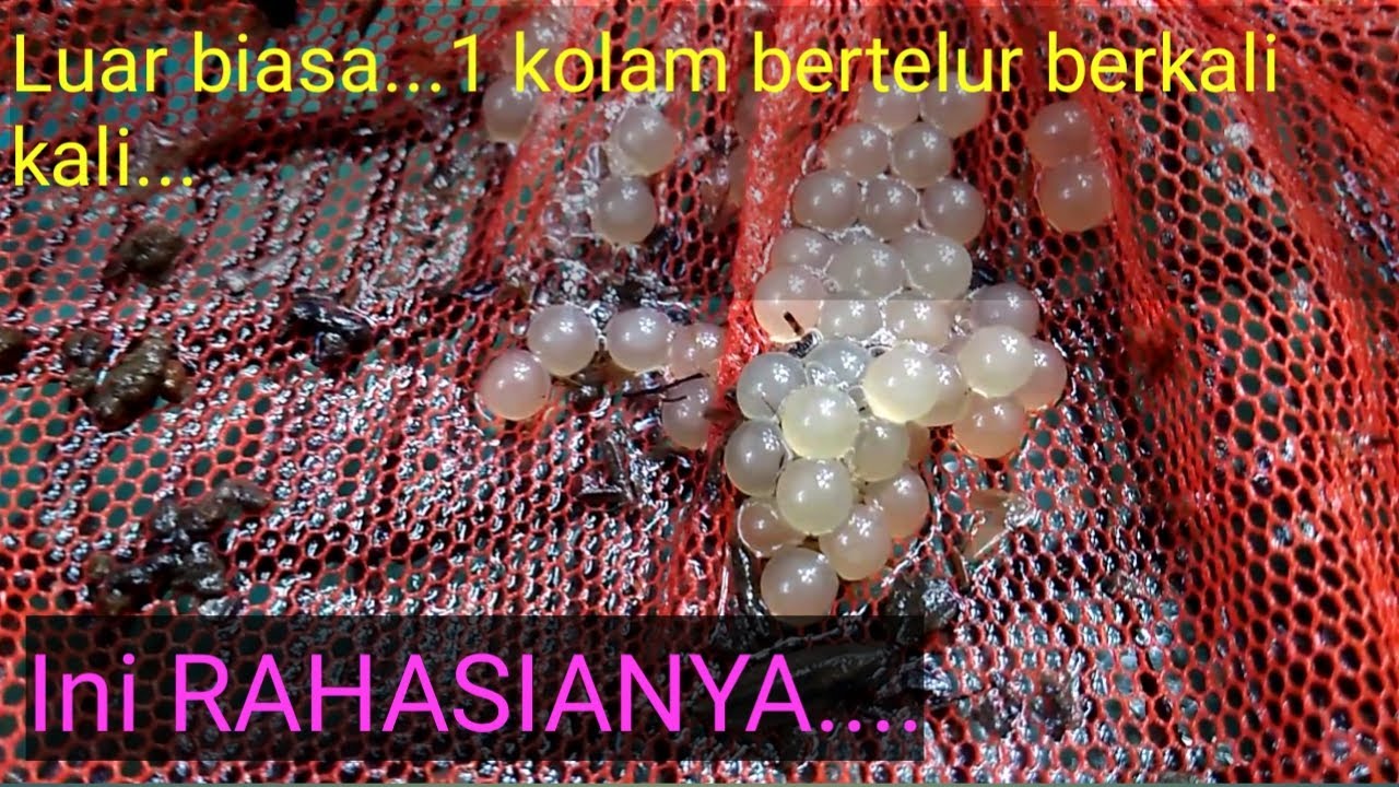 Sarang belut lagi...sarang belut lagi...#budidaya belut