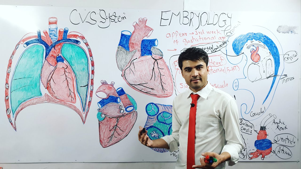 Cardiovascular system/ سیستم قلبی وعایی: درس اول _ امبریولوژی و هستولوژی