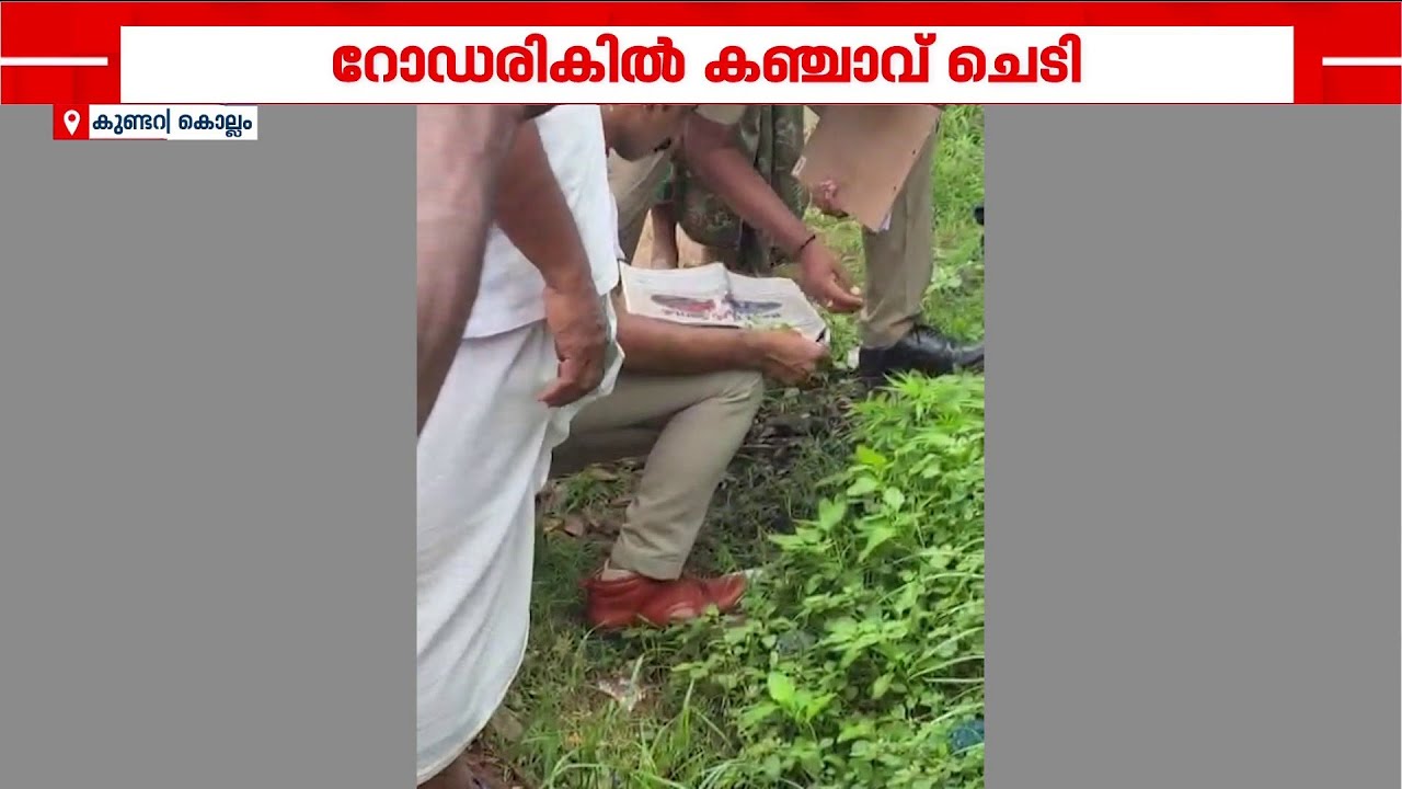 കൊല്ലം കുണ്ടറയില്&zwj; റോഡരികില്&zwj; കഞ്ചാവ് ചെടി | Operation Toofan | Ganja Plants | Kollam
