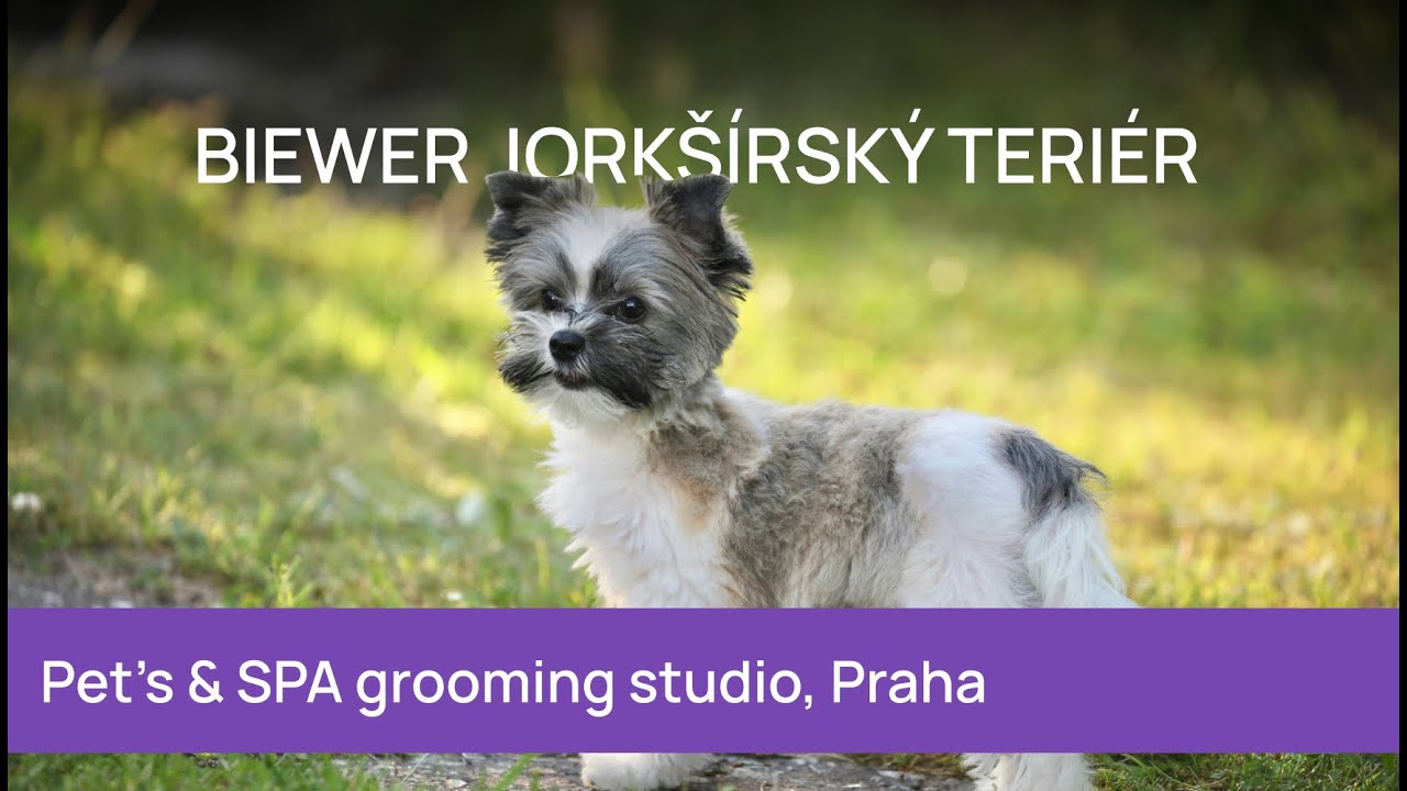 Biewer jorkšírský teriér