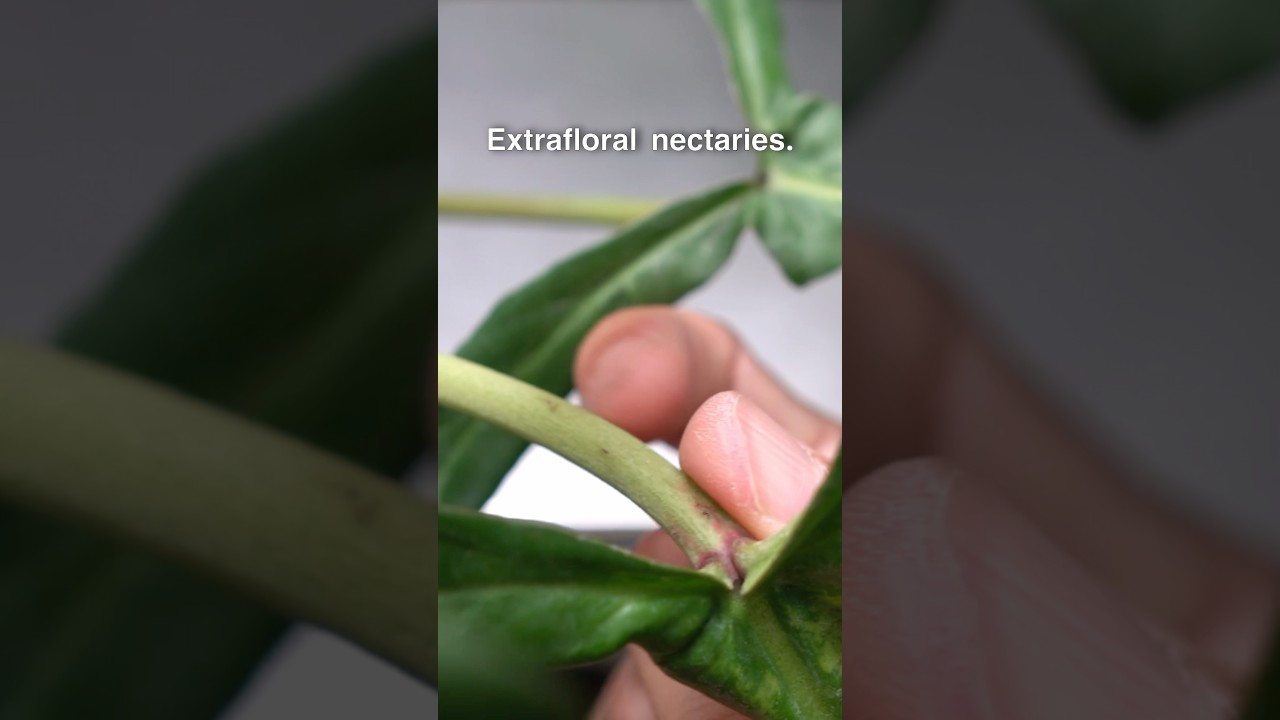 Ants On Philodendrons | GOOD or Bad? Extrafloral Nectaries Explained.
