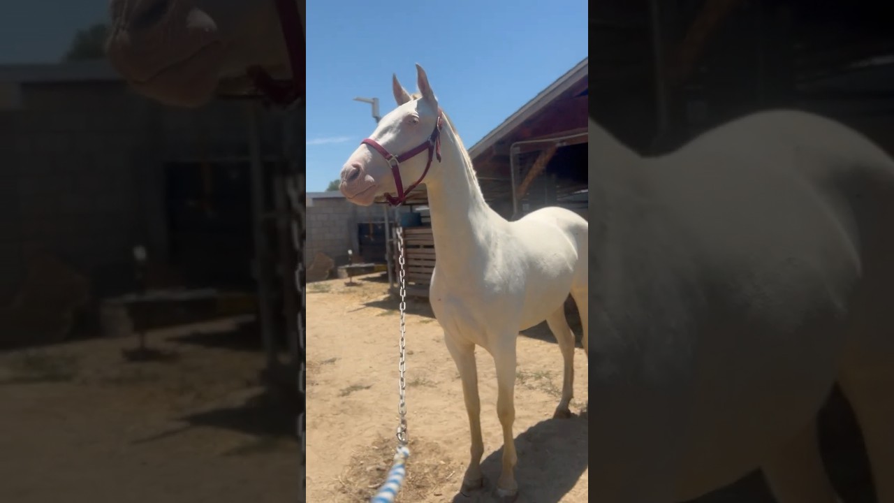 My Beautiful Perlino Mare (loaded with my Smokey Cream Stud) I can&rsquo;t wait to see Baby Horse 😬❤️🐴🐎